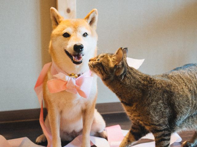 加賀屋の森　看護師募集　准看護師の方も応募可能